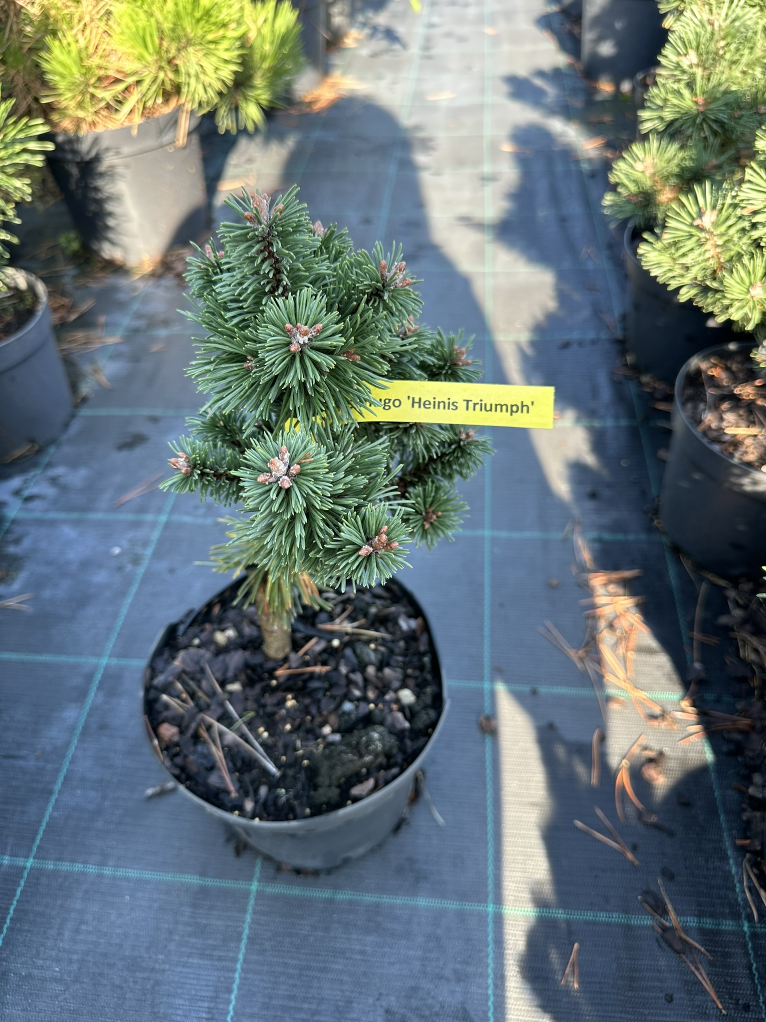 Сосна горная Хейнис Триумф